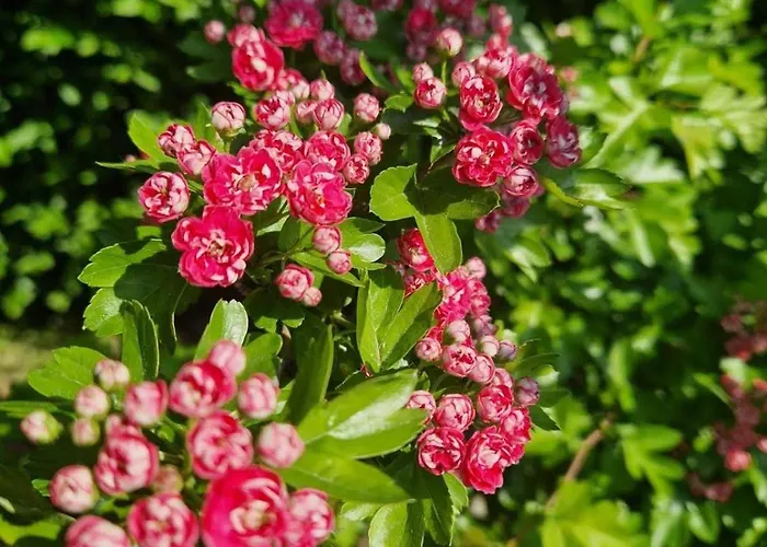 Tina - Srebrno Jezero *